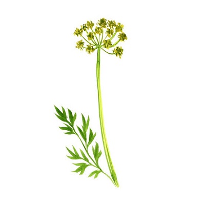 Hing plant, scientifically known as Ferula assafoetida